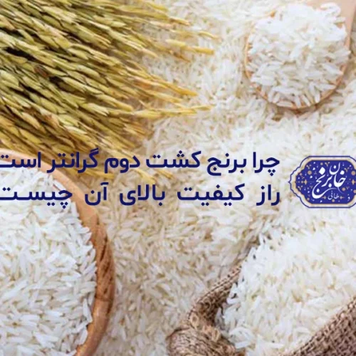 برنج کشت دوم